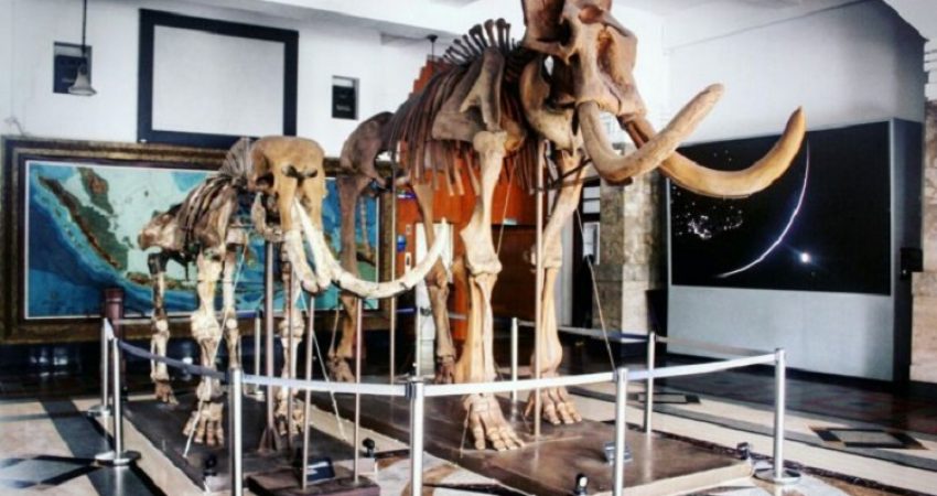 Fosil gajah di museum, Sumber: jabar.tribunnews.com
